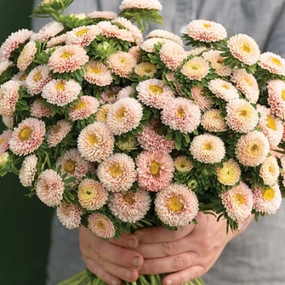 Aster Matsumoto Abricot