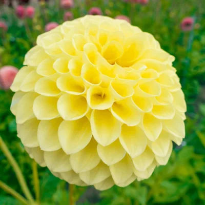 Dahlia Jowey Martina