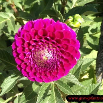 Dahlia Othello